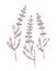 Botanical drawing of lavender flowers and leaves hand drawn with contour lines on white background. Gorgeous flowering