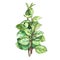 Botanical drawing of a oregano. Watercolor beautiful illustration of culinary herbs used for cooking and garnish