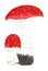 Botanical Drawing of Red Toadstool Mushrooms