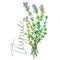 Botanical drawing of a thyme. Watercolor beautiful illustration of culinary herbs used for cooking and garnish. Isolated