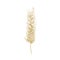 Botanical drawing of wheat ear or spikelet with seeds isolated on white background. Cultivated plant, cereal grain or