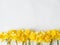 Botanical floral border of spring seasonal flowers - daffodil narcissus on white background. Top view. copy space