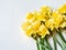 Botanical floral border of spring seasonal flowers - daffodil narcissus on white background. Top view. copy space