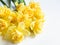 Botanical floral border of spring seasonal flowers - daffodil narcissus on white background. Top view. copy space