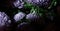 Botanical floral dark moody banner or background with lilac asters