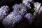Botanical floral dark moody banner or background with purple blue asters flowers bouquet,