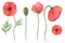 Botanical floral set of poppies. hand drawn watercolor.
