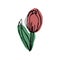 botanical floristic contour flower peonies, poppies tulips open buds and closed. Vector isolated minimalistic terracotta flower