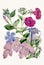 Botanical Flower Bouquet Illustration