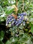 Botanical flower identity macro background fine art in high quality prints Berberis aquifolium pursh mountain grape berberidaceae