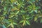 Botanical Foliage Background of Big Fig Tree Leaves Pattern. Vibrant Green Yellow Colors Trendy Hipster Style Matte Effect.