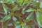 Botanical Foliage Background of Bush Leaves Pattern. Vibrant Green Yellowish Colors. Trendy Hipster Style Matte Effect