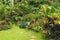 Botanical garden in Barbados, Caribbean
