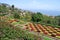 Botanical garden of Funchal in Madeira