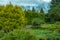 Botanical garden with green shrubs and flowers. Decorative thuja grows in the garden of a private house. Landscaping, stone paths