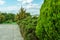 Botanical garden with green shrubs and flowers. Decorative thuja grows in the garden of a private house. Landscaping, stone paths