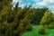 Botanical garden with green shrubs and flowers. Decorative thuja grows in the garden of a private house. Landscaping, stone paths