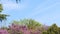 Botanical garden of Nice, panorama of amazing tree with violet flowers, nature