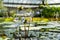 Botanical greenhouse with pond water lilies and lotuses. Glasshouse with aquatic plants and flowers.