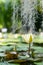 Botanical greenhouse with pond water lilies and lotuses. Glasshouse with aquatic plants and flowers.