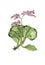 Botanical illustration of bergenia.