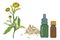 Botanical illustration of Calendula flower, leaves, petals and bottles of oil or tincture in vector