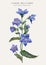 Botanical illustration of a Chinese bellflower