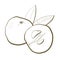 botanical illustration contour line sketch food fruit tree japanese quince close up and sectional view packaging design elements
