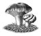 Botanical illustration of hedgehog mushroom vintage engraving style black and white clip art