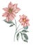 Botanical illustration of peach blossom dahlia flower. Watercolor.