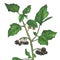 botanical illustration of a plant. forest nightshade, berries
