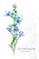 Botanical illustration. Postcard card with blossoming blue oxypetalum flower.