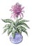 Botanical illustration potted plant colored sketch echmea blue tango bilbergia with big leaves and pink bright flower isolated on