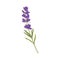 Botanical lavender floral blooming natural plant