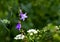 Botanical: Magenta bellflower campanula glomerata and wildflowers