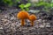 The botanical of the orange color mushrooms are growing from the ground in the summer forest, which is bright but poisonous. The s