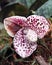 Botanical orchid paphipedilum bellatulum