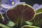Botanical organic green pattern leaf of violet