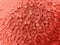 Botanical organic texture background in color pantone living coral