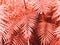 Botanical organic texture background in color pantone living coral