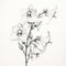 Botanical Pencil Drawing Of A Plant With White Flowers