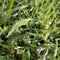 botanical photograph of meadow grass with dew drops