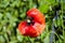 Botanical plant. opium flower. poppy of wartime remembrance. Poppy seeds contain morphine and codeine. symbol of sleep, peace, and