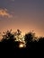 Botanical Plants Silhouette at Village Sunset