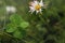 botanical rarity and lucky charm four-leaf-clover and daisy blossom with curly pink tips on meadow