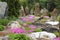 Botanical rock garden with phlox