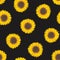 Botanical seamless pattern with sunflower heads. Natural backdrop with blooming flower or cultivated crop hand drawn on