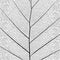 Botanical series Elegant detailed Single leaf structure in sketch style black and white on white background