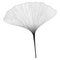 Botanical series Elegant Ginkgo leaf in sketch style in black and white on white background