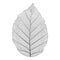 Botanical series Elegant Single Exotic leaf in sketch style in black and white on white background